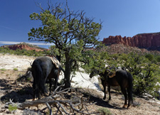 USA-Utah-Pleasant Creek Wilderness Ride